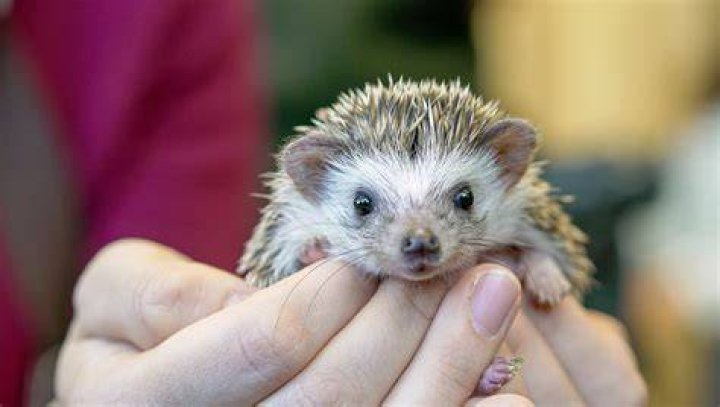 African pygamy hedgehogs are noctural