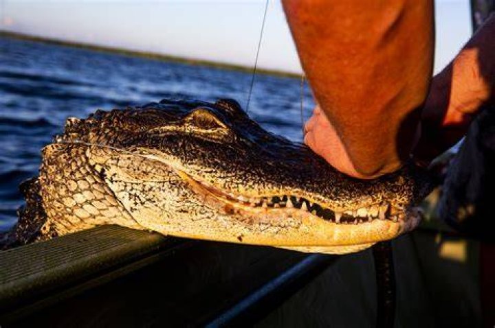 Alligator about to capsize boat