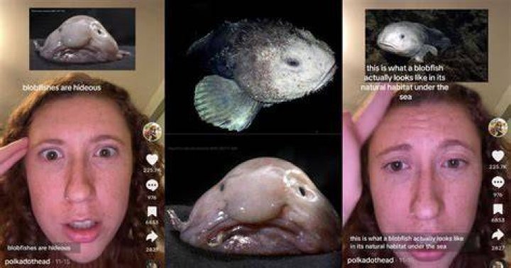  AshTheBluntBoo said the fish look like 'swimming blackberries with mouths'