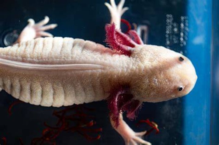 Axolotl can regrow limbs if they get inured