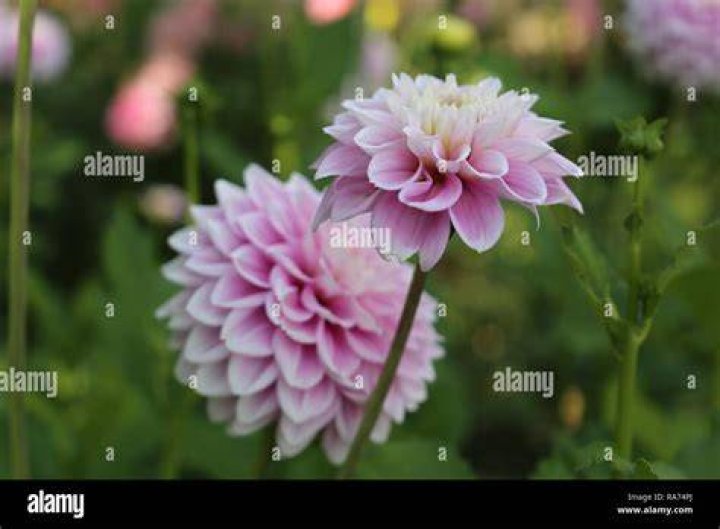 Beautiful blooms to brighten up your day