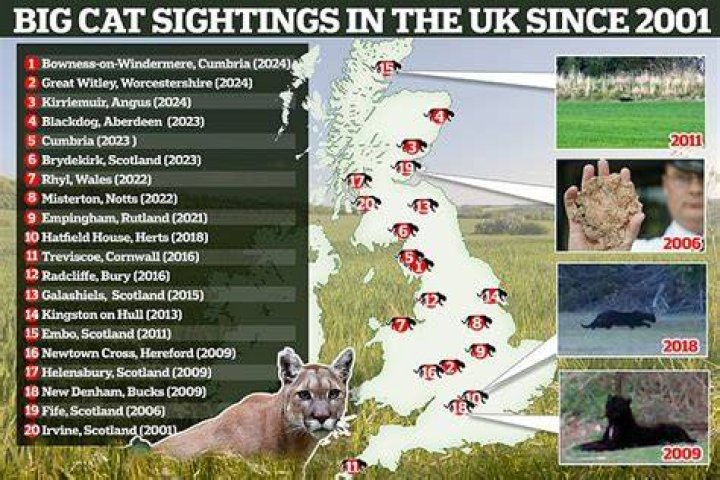 Big cat sightings have been reported in north Wales in recent months