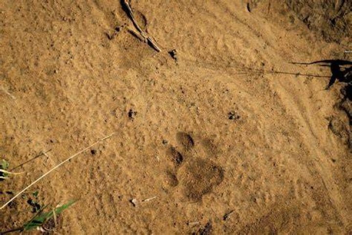 Big cat tracks were also discovered in Meliden, Prestatyn