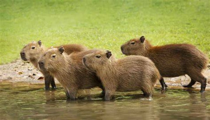 Capybaras, which are native to South Africa, weigh up to 65kg
