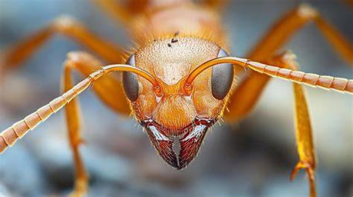 Close-Up Look of Duron