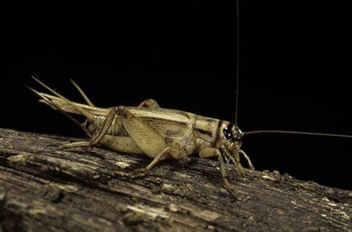 crickets