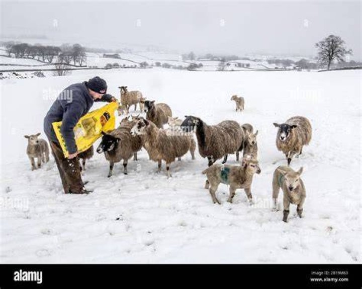  Darren Percival tends to his sheep in the snow on a farm in Bainbridge, North Yorkshire