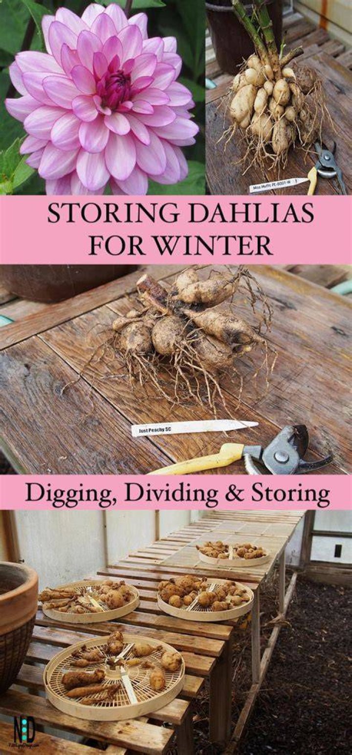 Digging Up and Storing Dahlia Tubers for Winter The Martha Stewart Blog