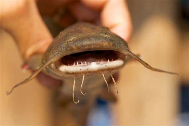 Do Catfish Have Teeth? Dental Structure Of Catfish Brussels Morning