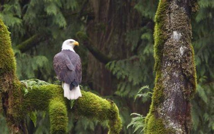 eagle