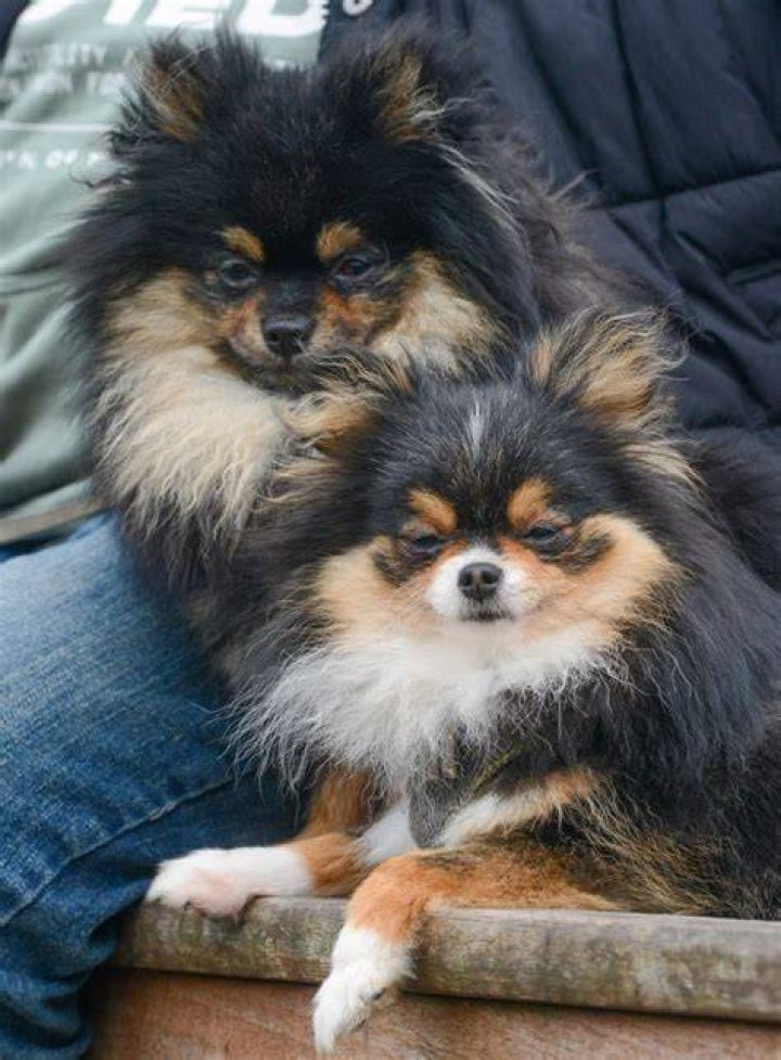 Gary and Debbie Humphries splashed out nearly £7k for the Pomeranian pups