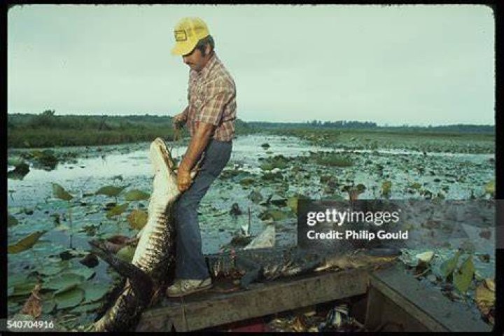 Gee hauling in an alligator