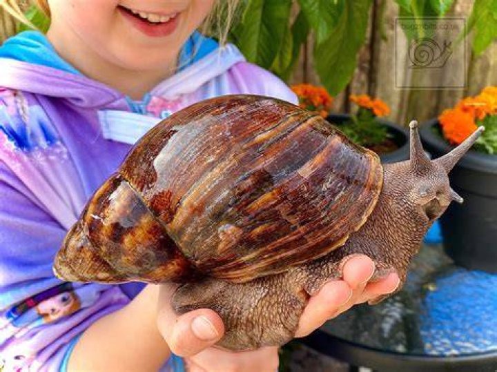 Giant African Land Snails weigh about the same as a tennis ball
