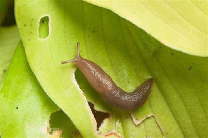 Guests have complained about slugs slithering across their towels