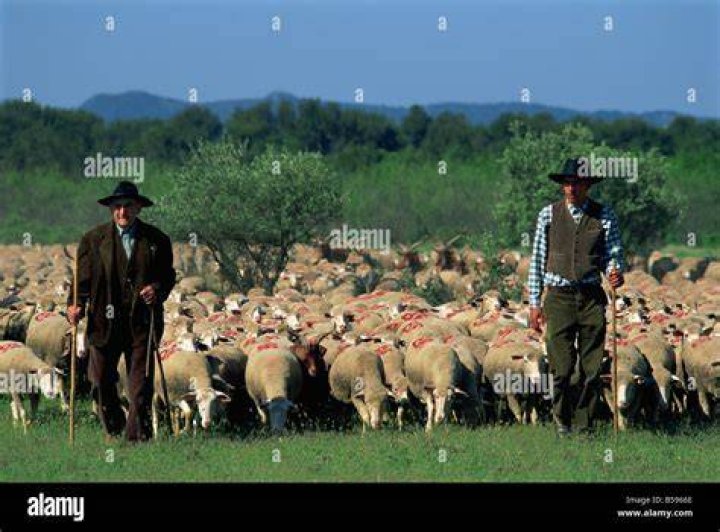 herdsman