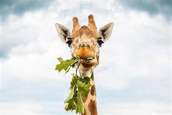 How to Feed Herbivore Animals in Dwarf Fortress