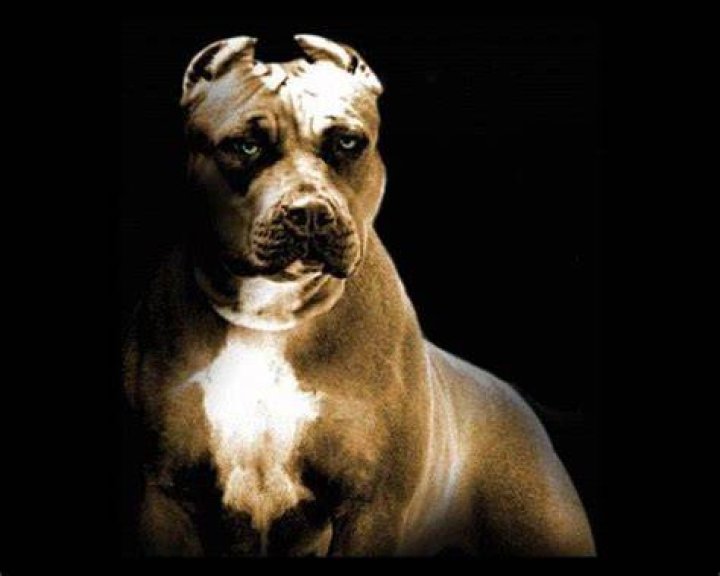 H&igrave;nh nền Pitbull Top Những H&igrave;nh Ảnh Đẹp