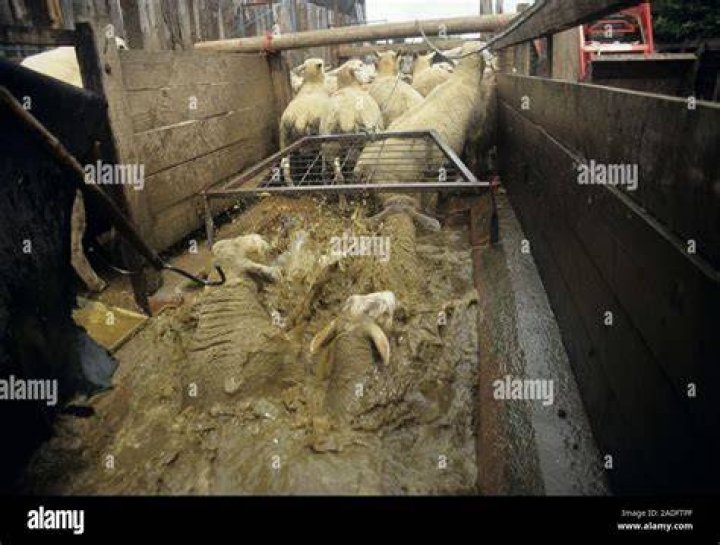  Images of sheep being roughly thrown around the slaughterhouse have emerged