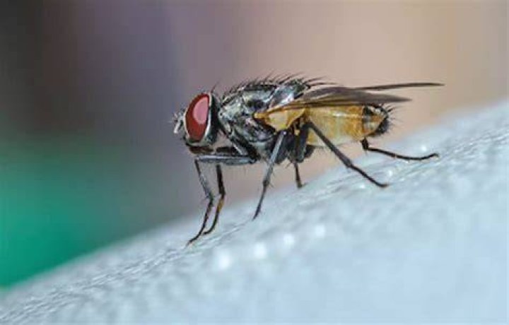 It will fly at the altitude 60,000 feet higher than normal planes