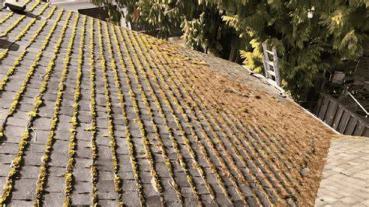 Moss can be removed easily with washing powder or vinegar