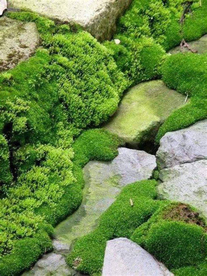 moss can make your garden look untidy as well as be dangerous