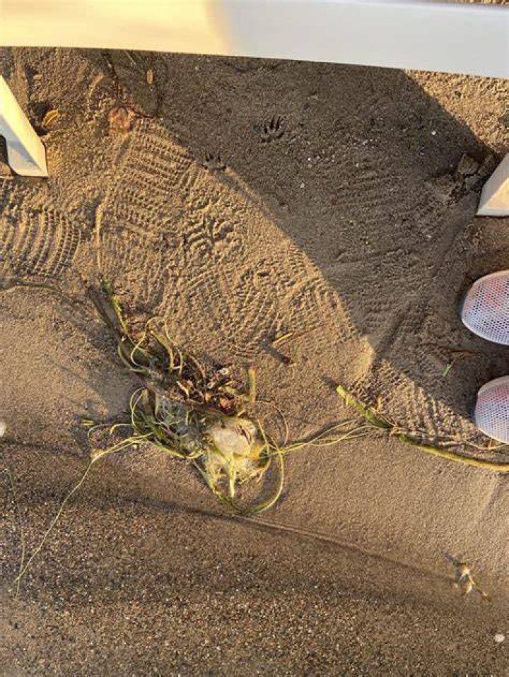 Paw prints were found in Rhiwlas, Bangor last year