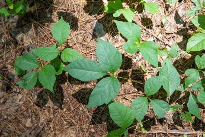 Poison Ivy