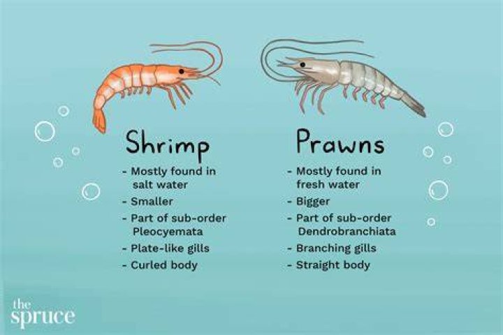 Prawns can be part of various dishes such as salads, sushi and prawn cocktails