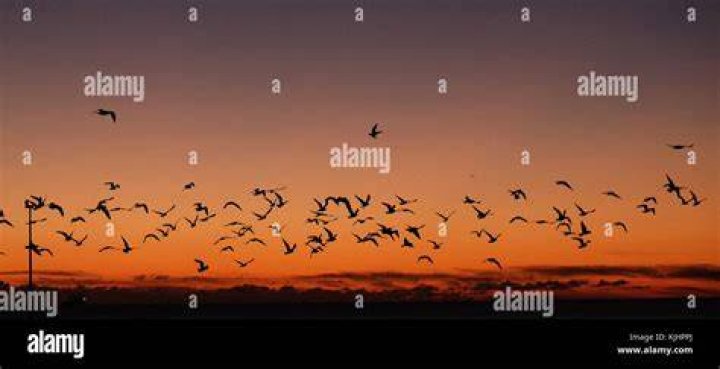  Seagulls take off just before sunrise in Whitley Bay on Friday on a cold clear morning