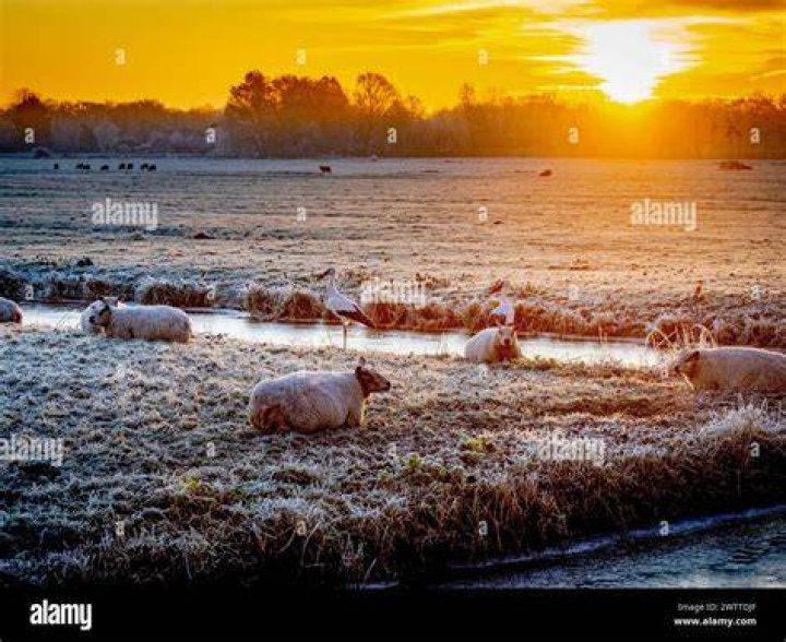  Sheep in a frosty field in Scotland on Friday as the temperature drops