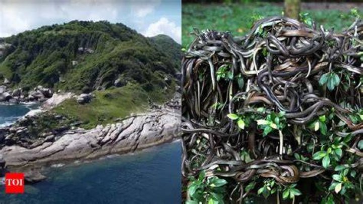 Snake Island