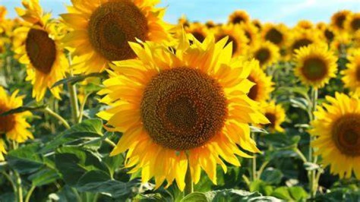 Sun & Flowers