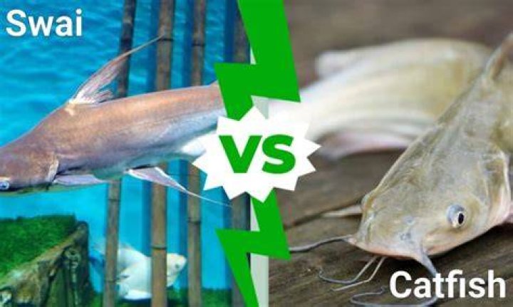 Swai Fish vs Catfish 3 Key Differences Explained AZ Animals
