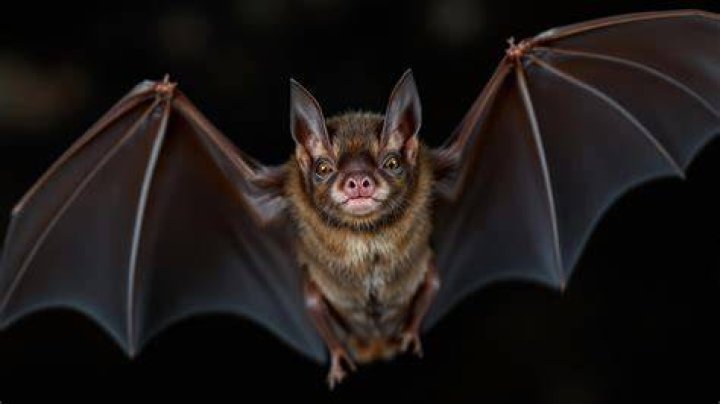 The Bat with Winged Batman