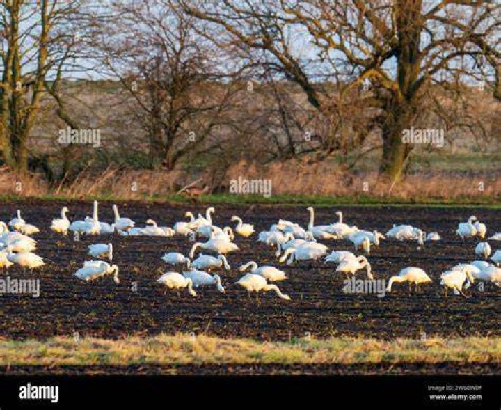The Bewick's swan migrates to Russia for their arctic summer and has to cross 10 countries on 2,500km journey