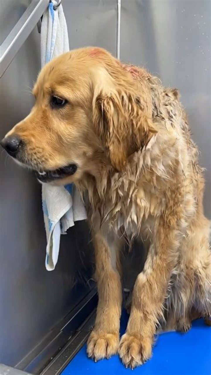 The dogs arrived riddled with disease, while their microchips traced them back to Russia
