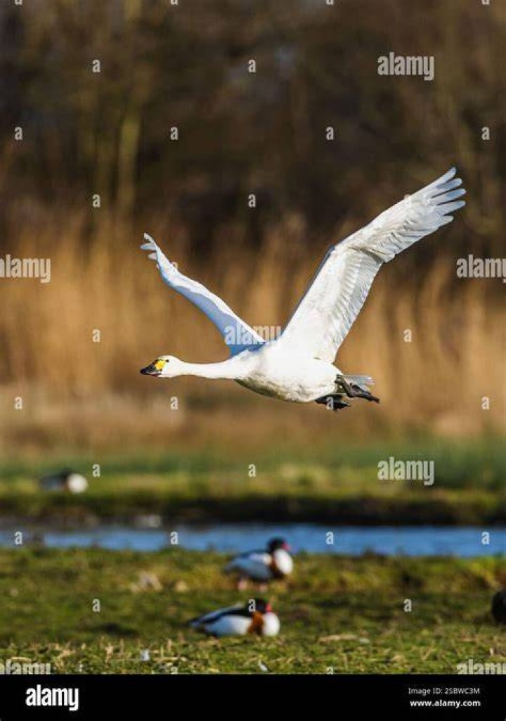 The flight of the Bewick's swan heralds the beginning of the spring season and the blooming of daffodils