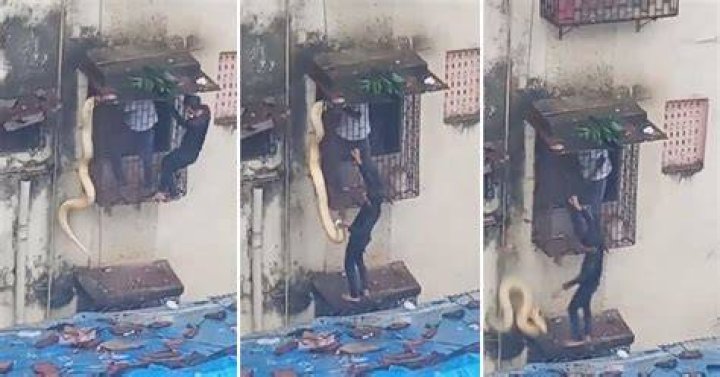  The snake was seen dangling from the pagoda in the Pell's back garden
