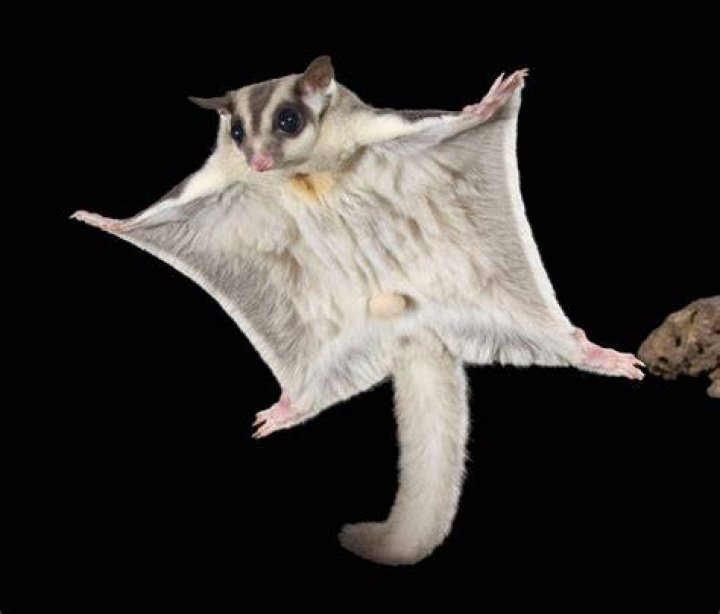 The sugar glider lives on tree sap and insects