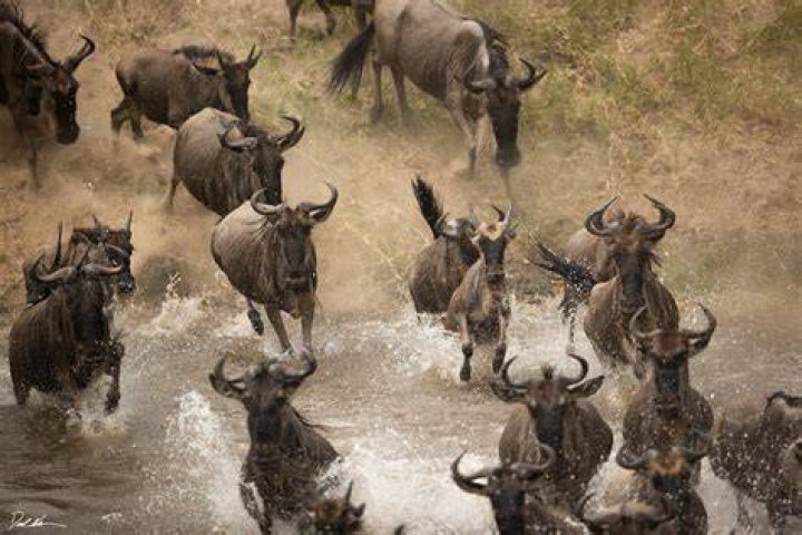 The Wildebeest Stampede scene from the movie took the animators three years to plan the sequence