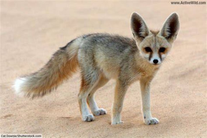 This type of desert fox is like owning a cat AND dog