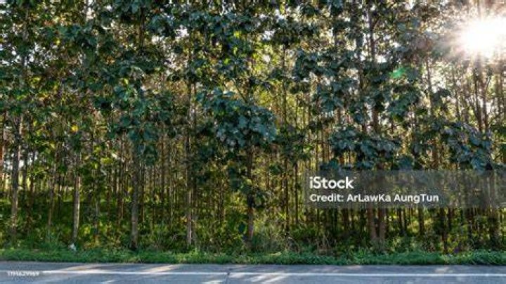 Trees on the roadside have been damaged by passing trucks