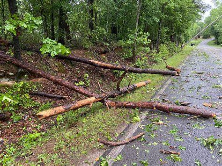 Trees were also brought down on the Sussex street after a 'mini tornado'