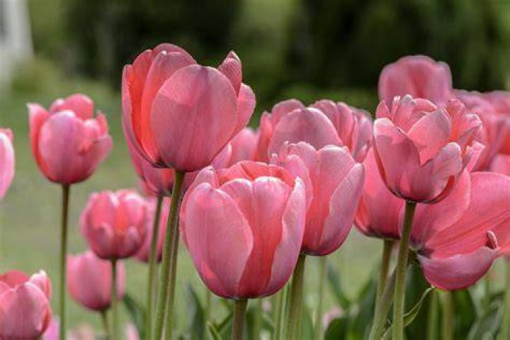 tulip.jpg