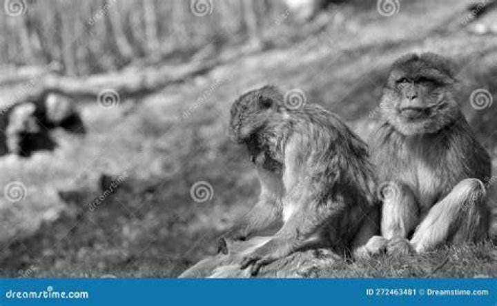 Two apes looking down