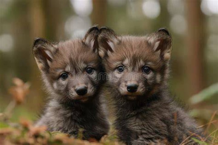  Two playful pups lark around in the snow in High Peak, Derbyshire