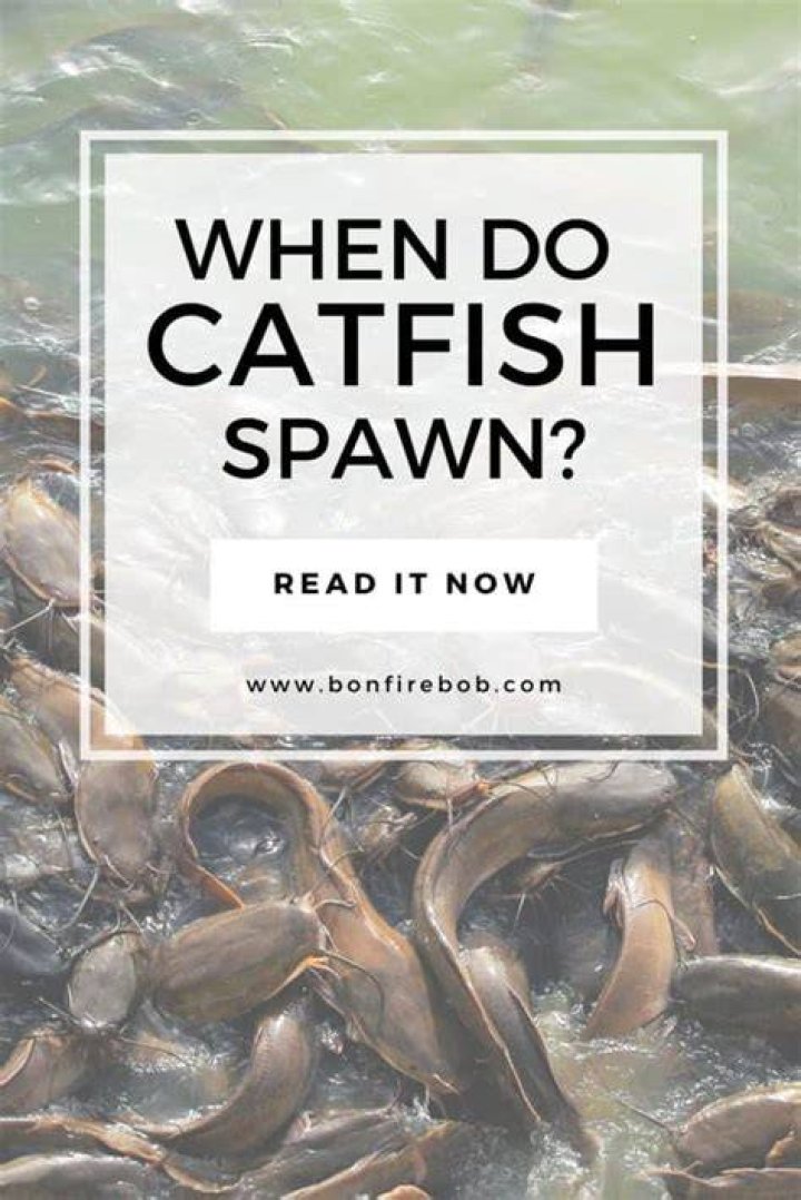When Do Catfish Spawn? (Times, Temperatures, Locations) Strike and Catch