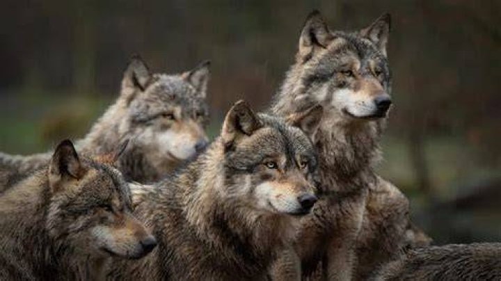 wolf